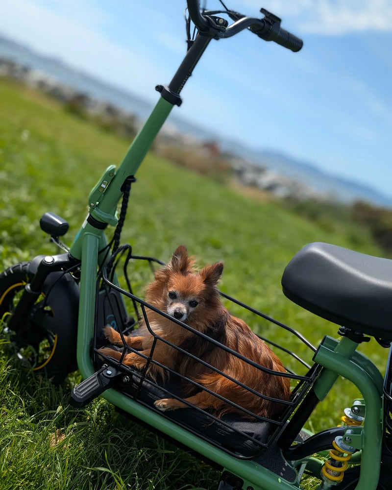 Small dog resting in the front cargo basket of an electric scooter on a grassy park lawn