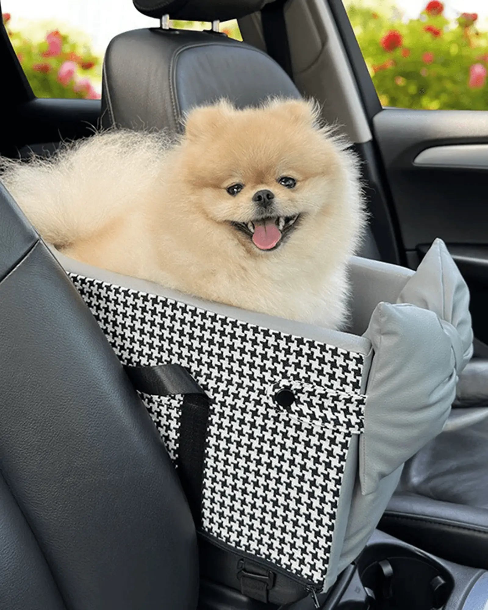 Small fluffy Pomeranian dog with cream fur sitting in a pet carrier with houndstooth pattern, inside a car with blurred greenery outside