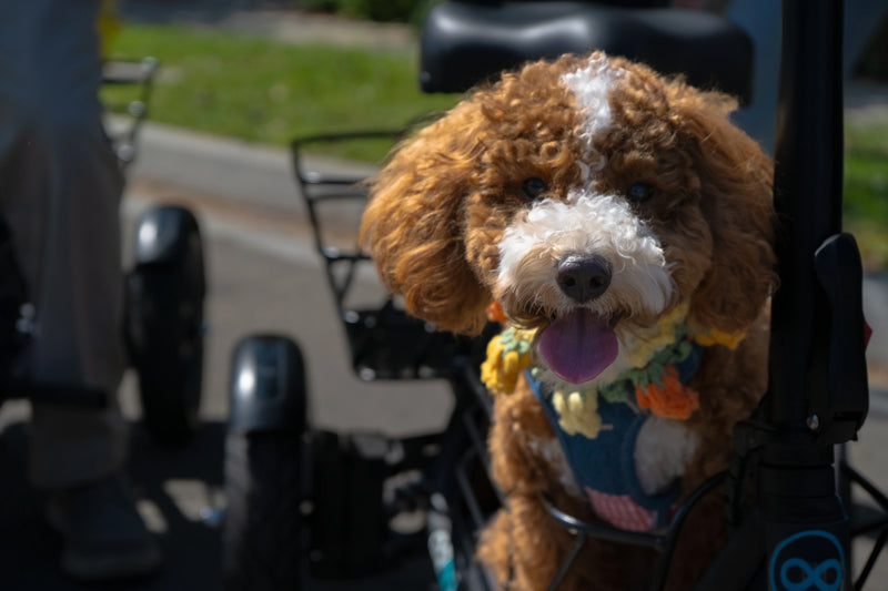 Dog riding in the front basket of the Gyroor C5 electric trike for pet-friendly outdoor adventures