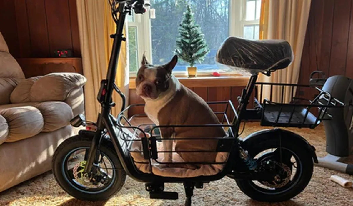 The owner puts his dog on the pedals of a Groory scooter