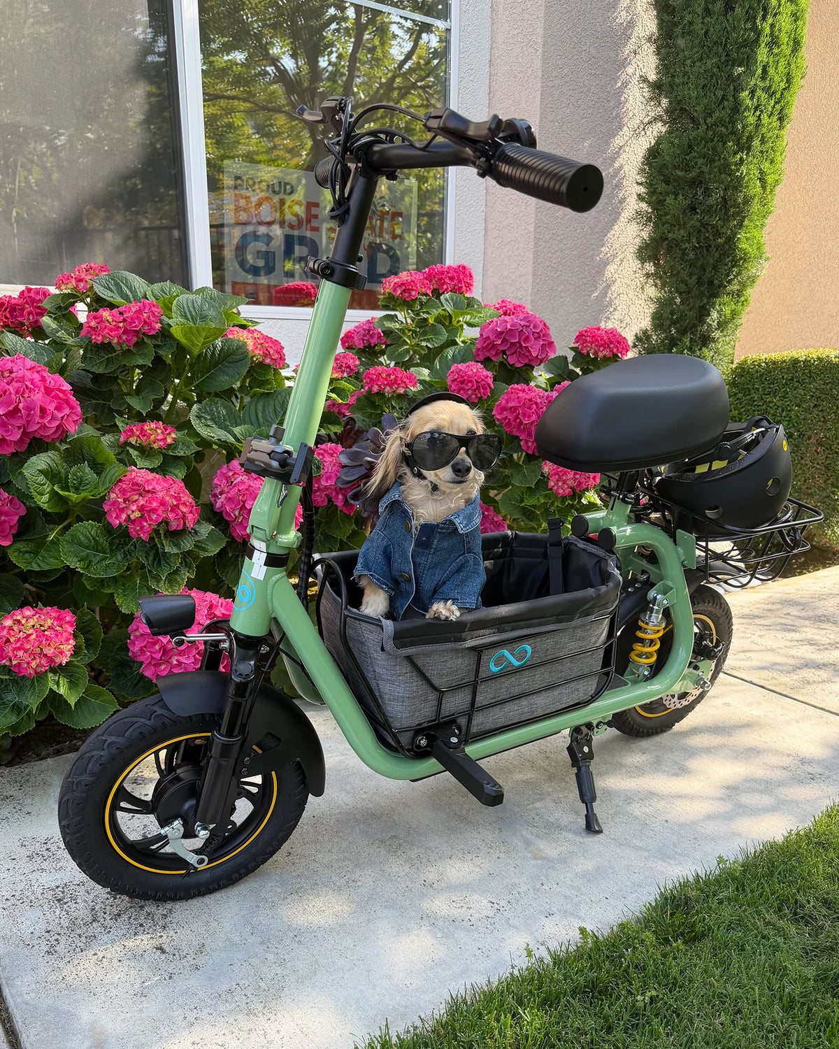 Stylish small dog wearing sunglasses and a denim jacket riding in the front basket of an electric scooter