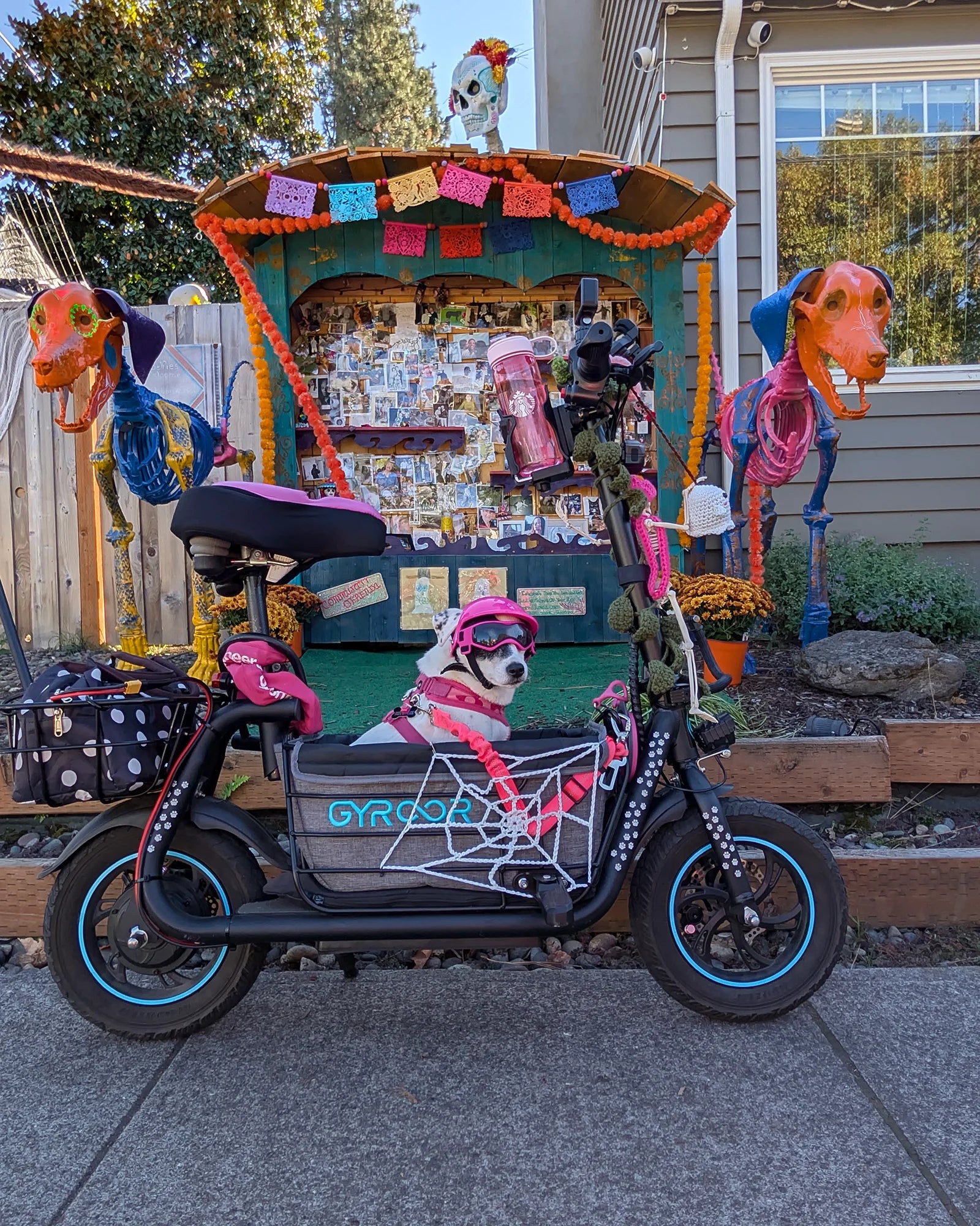 Gyroor C1S Electric Scooter – 800W(Peak),Front & Rear Baskets